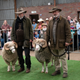 Image for article titled Sibling rivalry and diseased sheep drive the sentimental Sam Neill drama Rams